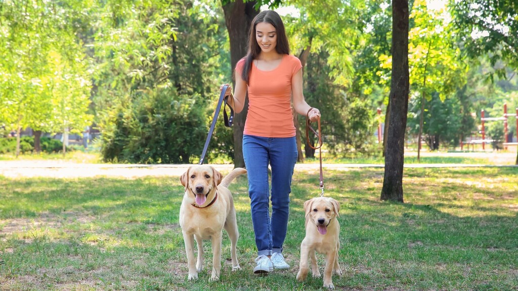 Woman walking two dogs on leashes through a sunny green park.