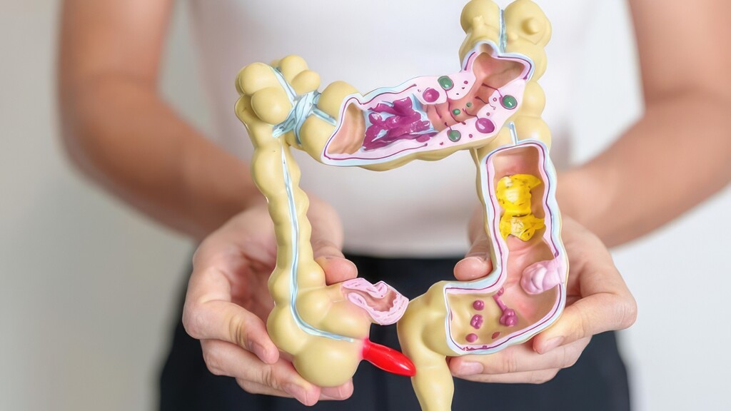 Person holding a digestive system model.