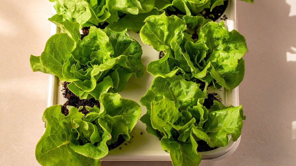 Green leaf lettuce growing in a small indoor planter.