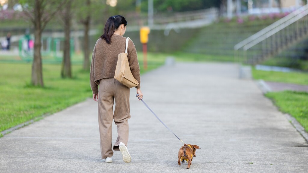 A woman walks a small dog along a quiet park path.